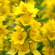 17th Jun 2020 - Yellow flower-forest