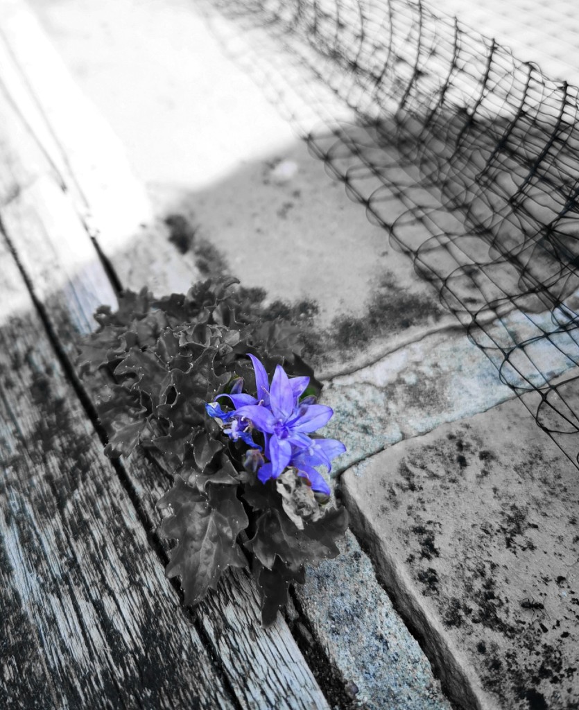 Purple flower ~ colour splash  by plainjaneandnononsense