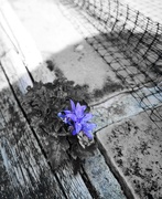 17th Jun 2020 - Purple flower ~ colour splash 