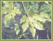 17th Jun 2020 - Church garden Fatsia leaves.