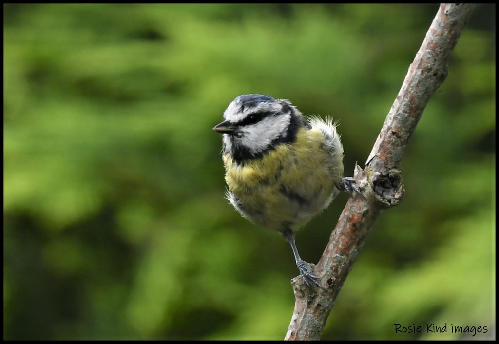 RK3_9053 Soggy blue tit by rosiekind