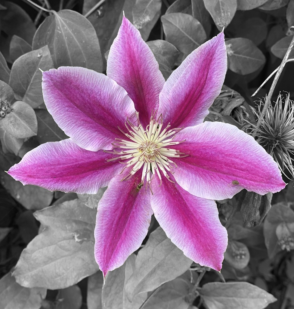 Clematis  by tinley23