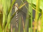 17th Jun 2020 -  Newly Hatched Dragonfly 