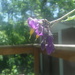More Little Purple Flowers by spanishliz