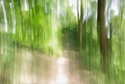 17th Jun 2020 - If You Go Into The Woods .................