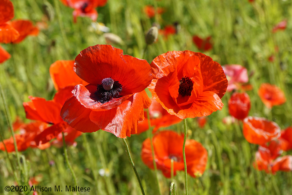 Poppies by falcon11