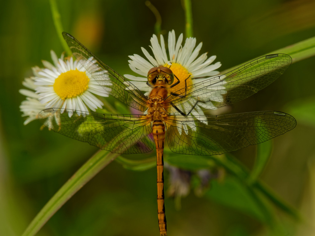 Ruby meadowhawk dragonfly on fleabane by rminer