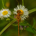 Ruby meadowhawk dragonfly on fleabane by rminer