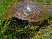 17th Jun 2020 - turtle 