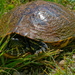 turtle  by rminer