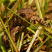 american toad  by rminer