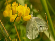 17th Jun 2020 - cabbage butterfly 
