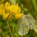 cabbage butterfly  by rminer