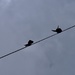 Callow Swallows! by s4sayer