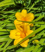 17th Jun 2020 - Day lily