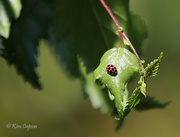 14th Jun 2020 - Ladybug