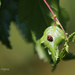 Ladybug by kimmer50