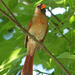 Female Cardinal by annepann