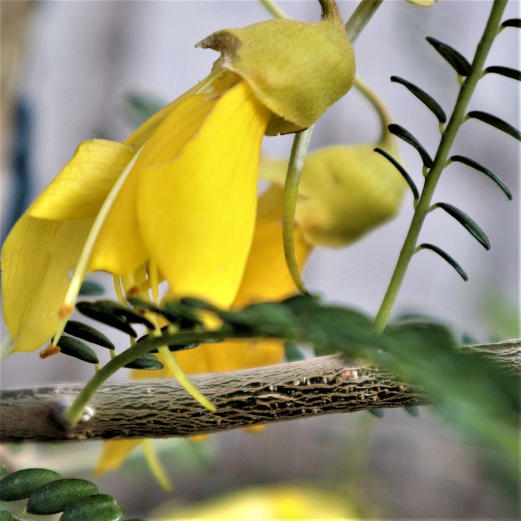 Kowhai by sandradavies