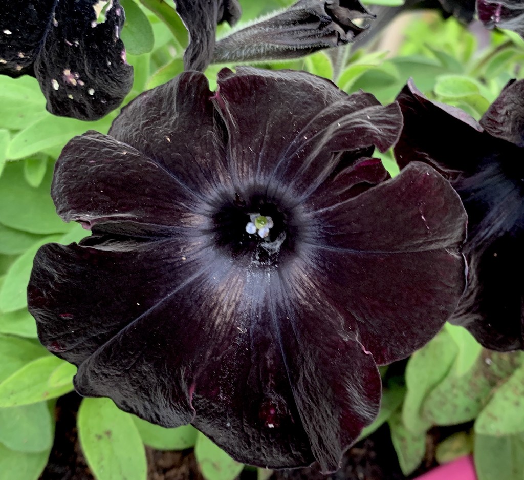 Black petunias.  by 365nick