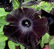 17th Jun 2020 - Black petunias. 