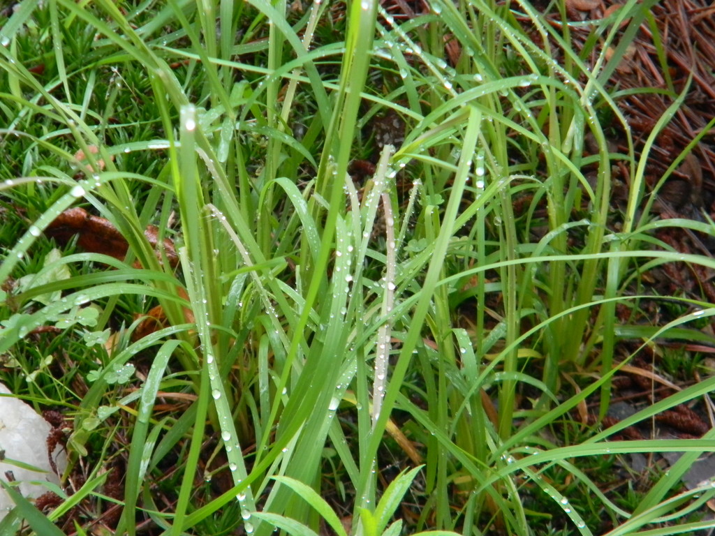 Raindrops on Grass by sfeldphotos