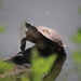 Turtle by jb030958