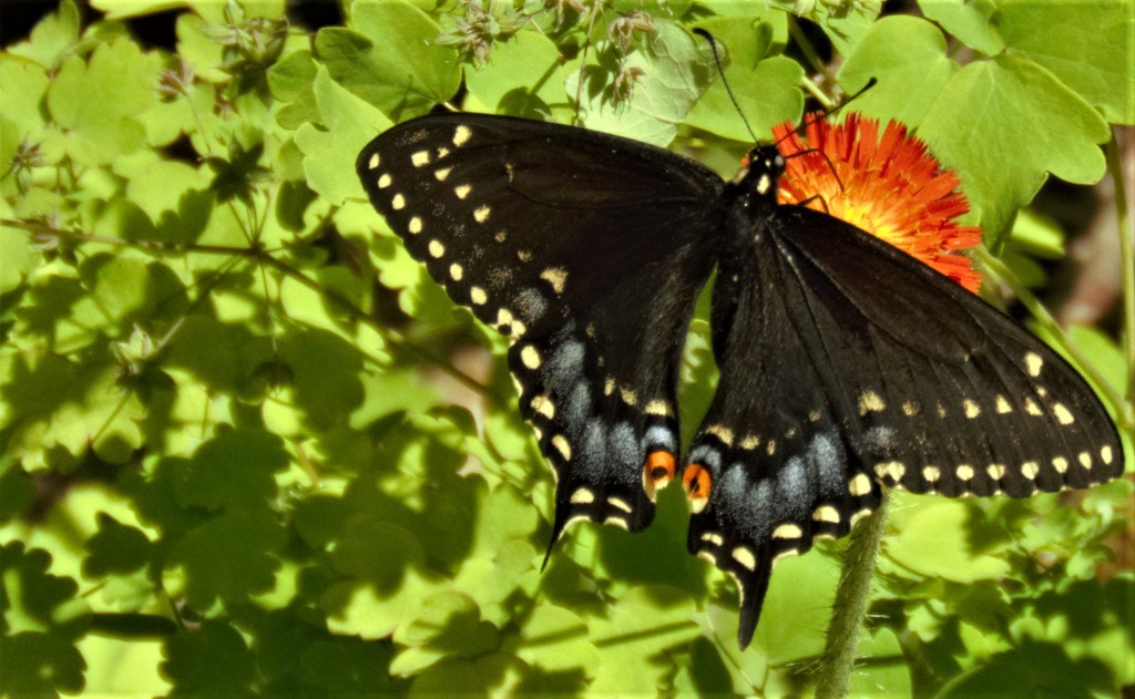 Black Swallowtail on an Indian paintbrush by radiogirl