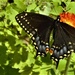 Black Swallowtail on an Indian paintbrush by radiogirl