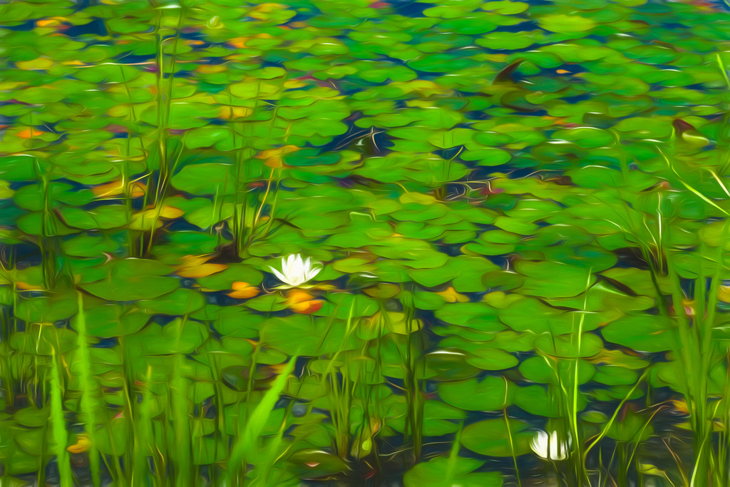  Lily Pads by sprphotos