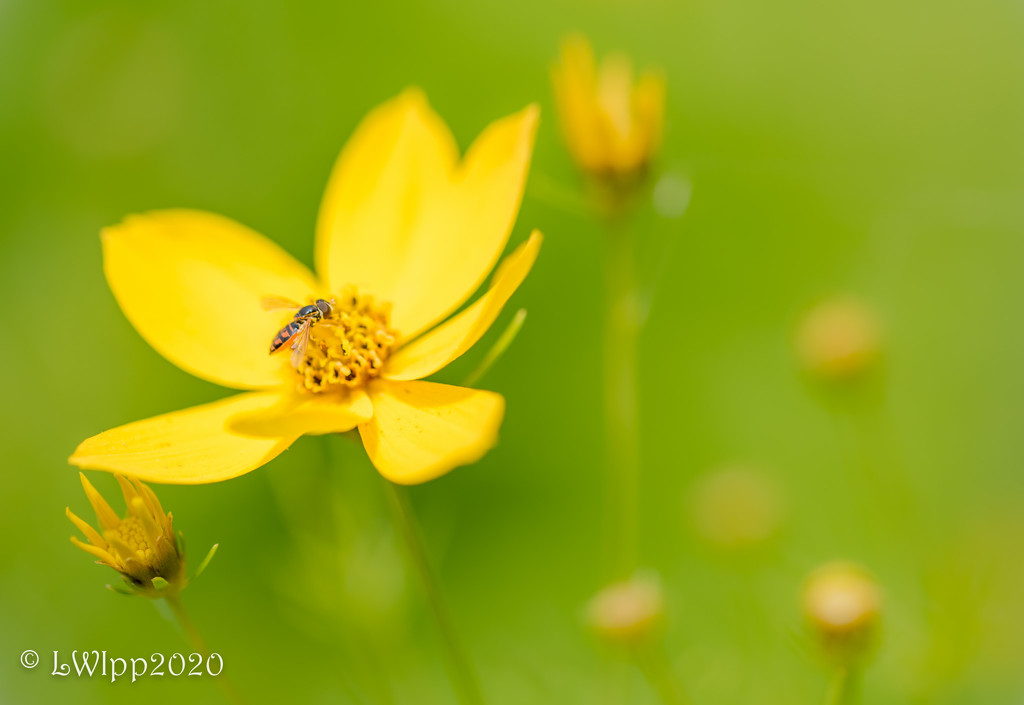 The Flower And The Bee  by lesip