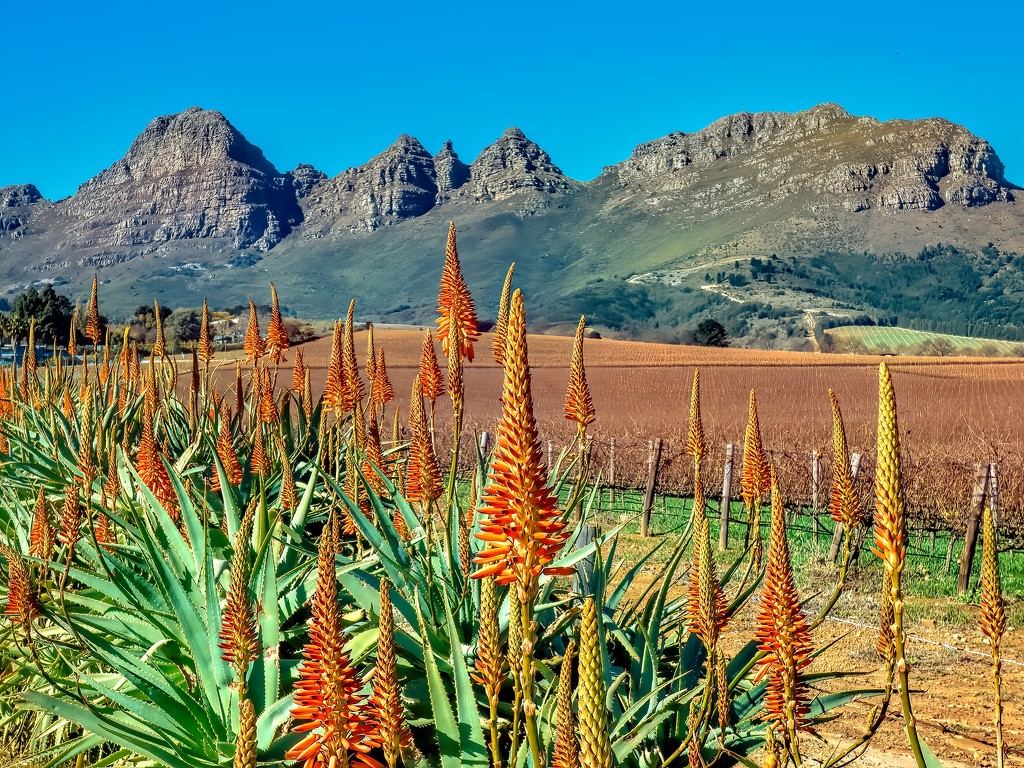 Aloes starting to bloom by ludwigsdiana