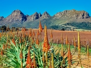 18th Jun 2020 - Aloes starting to bloom