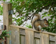 18th Jun 2020 - Squirrel munching on a Lantern tree flower.......