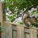Squirrel munching on a Lantern tree flower....... by ziggy77