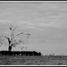 The old tree by dide