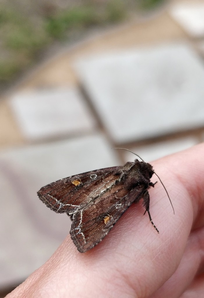 Met a moth today by roachling