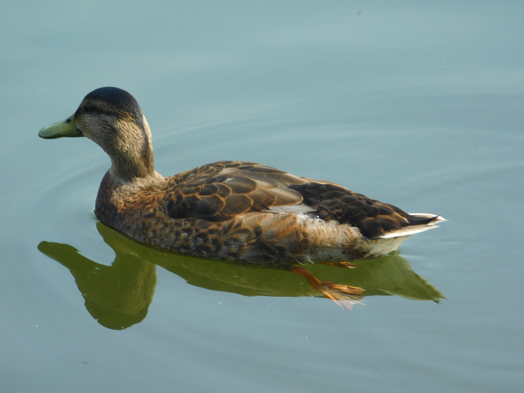 Raining too much to take my camera out today, so here is a duck from yesterday! by 365anne
