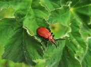 18th Jun 2020 - Red-headed Cardinal Beetle