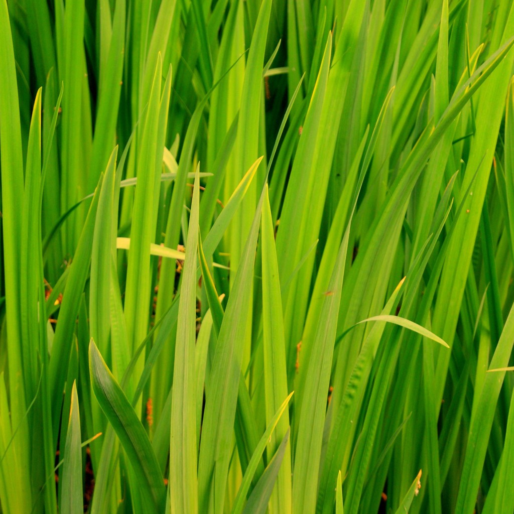 Green grassy reedy stuff by filsie65