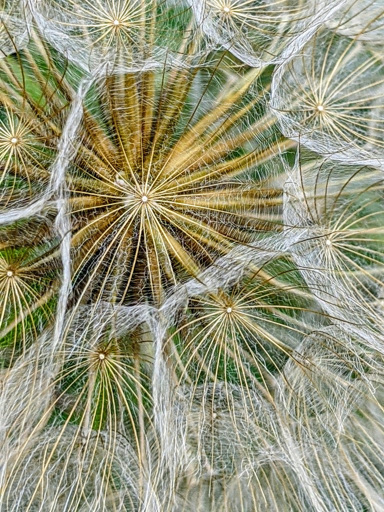 Dandelion inside by panoramic_eyes