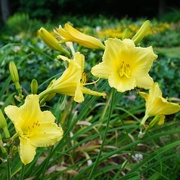 18th Jun 2020 - Time for yellow in my garden