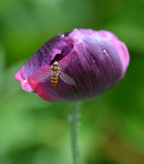 18th Jun 2020 - Poppy and Insect