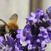Pollination  by stevejacob