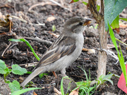 18th Jun 2020 - sparrow throuble