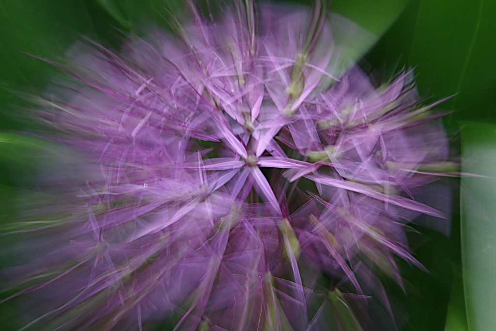 Allium Starburst by 30pics4jackiesdiamond