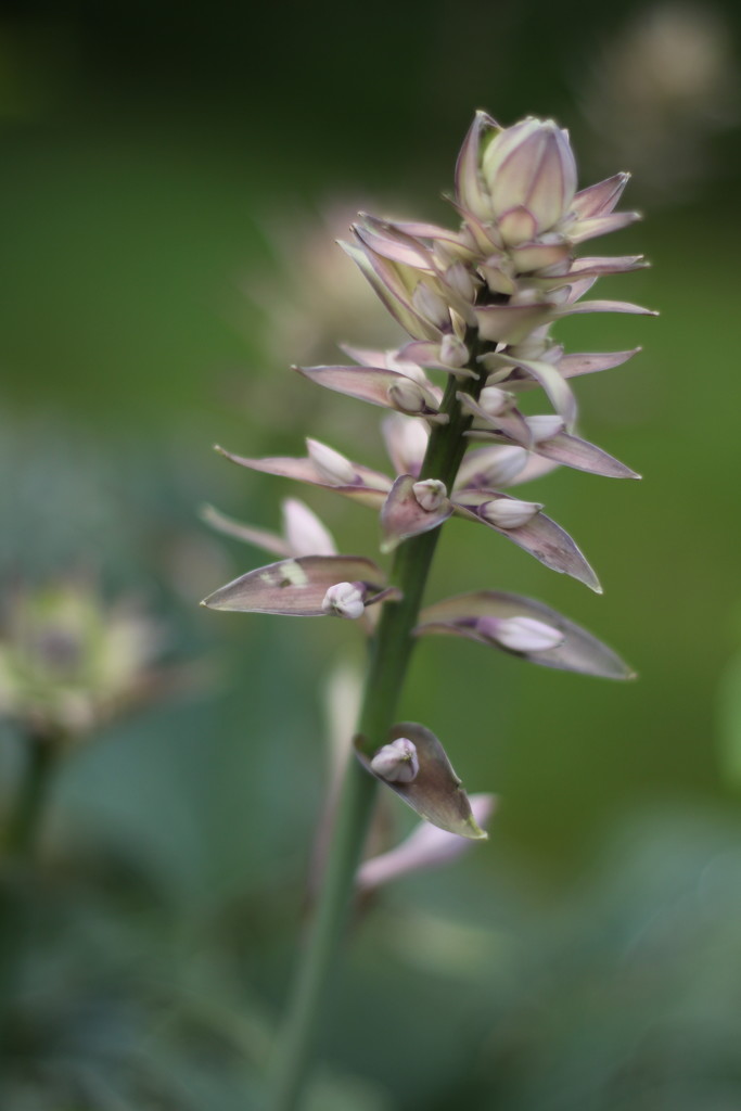 Hosta flower by callymazoo