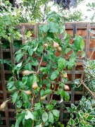 18th Jun 2020 - My Little Pear Tree