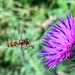 Photobombed by another hoverfly!! by pamknowler