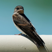 18th Jun 2020 - northern rough-winged swallow